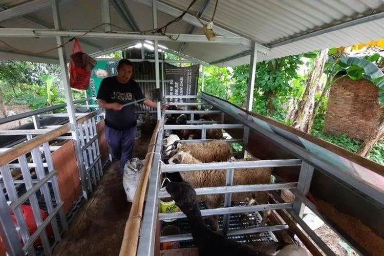 Program kandang kambing Dinas Ketahanan, Pertanian dan Pangan (Ketapang) tahun 2021. (FOTO: Ist).