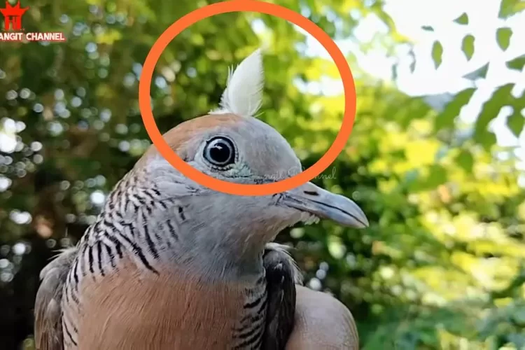 Ciri Perkutut Berkhodam yang Dipercaya Masyarakat Jawa, Punya Aura Mistis hingga Bertuah (YouTube Harta Langit Channel)