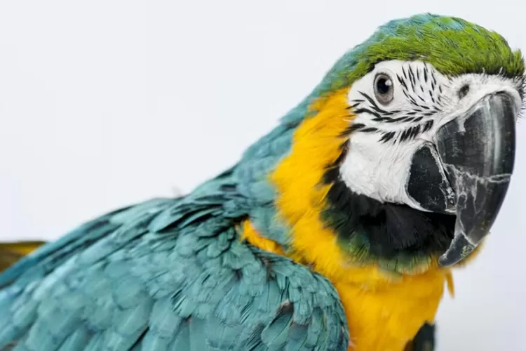 Seekor burung beo terpaksa ditahan oleh pihak berwajib di India karena berkata kasar kepada mertua pemiliknya. 