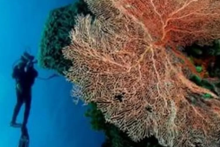 Alam bawah Laut Wakatobi Sulawesi Tenggara (Istimewa)