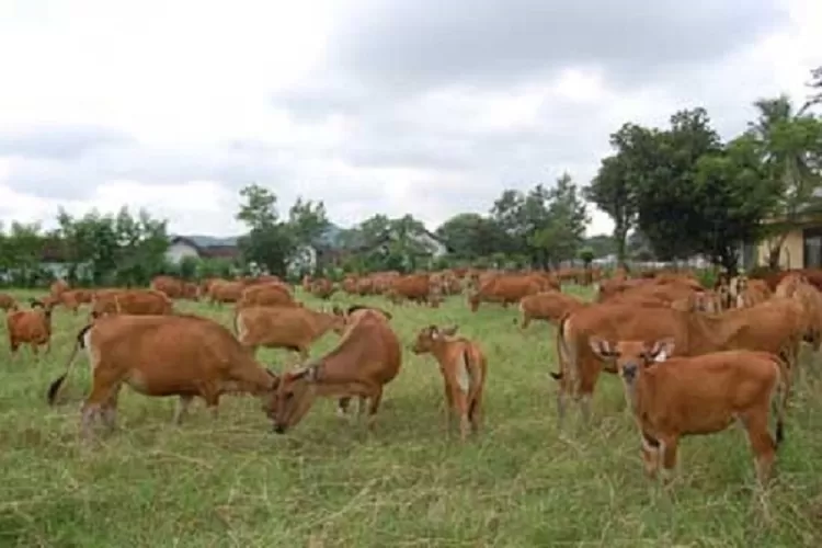 Pengembangan dan pengelolaan pengolahan daging sapi di NTB dilirik banyak investor. (Suara Karya/Istimewa)