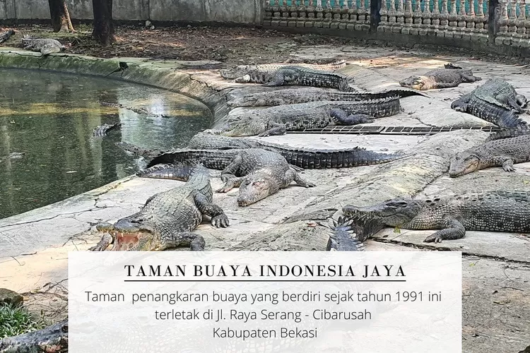 Potret destinasi wisata Taman Buaya Indonesia Jaya Bekasi, penangkaran reptil terbesar di Asia (Instagram @disparkabbekasi)