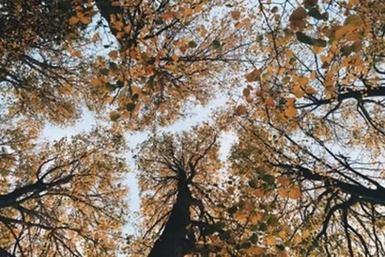 Fenomena unik crown shyness di hutan belantara