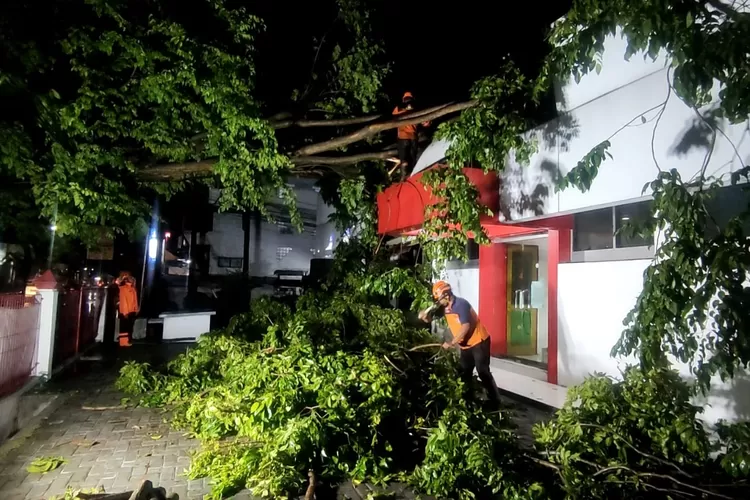 Pohon yang tumbang menutup jalan dan merusak sejumlah bangunan akibat hujan deras Jumat 21 Oktober 2022.  (Edi Prayitno/ kontributor Kendal)