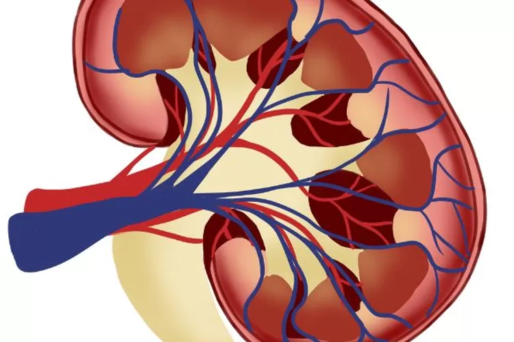 Ilustrasi ginjal (SM)