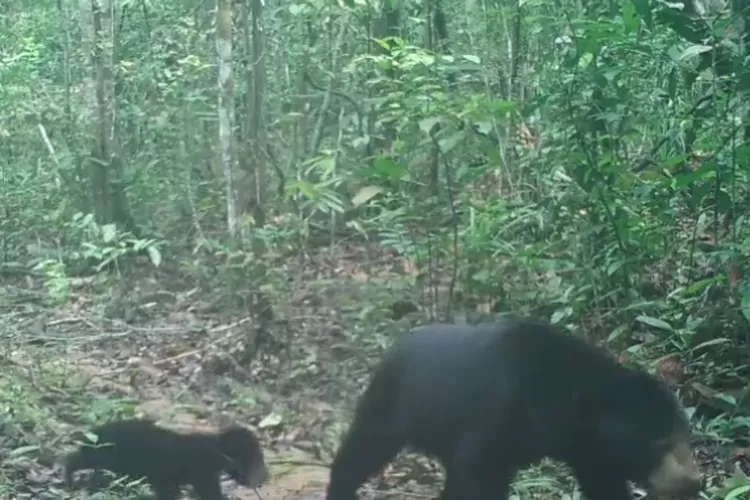 Kemen LHK: Beruang Madu dan Anaknya Main di Kawasan Taman Nasional Way Kambas Terekam Kamera Trap/Kemen LHK 