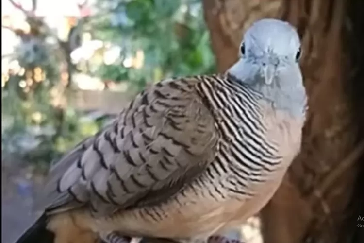 perkutut bisa jinak dalam waktu sejenak dengan daun ini (youtube/@ Sir Nasirrudin)