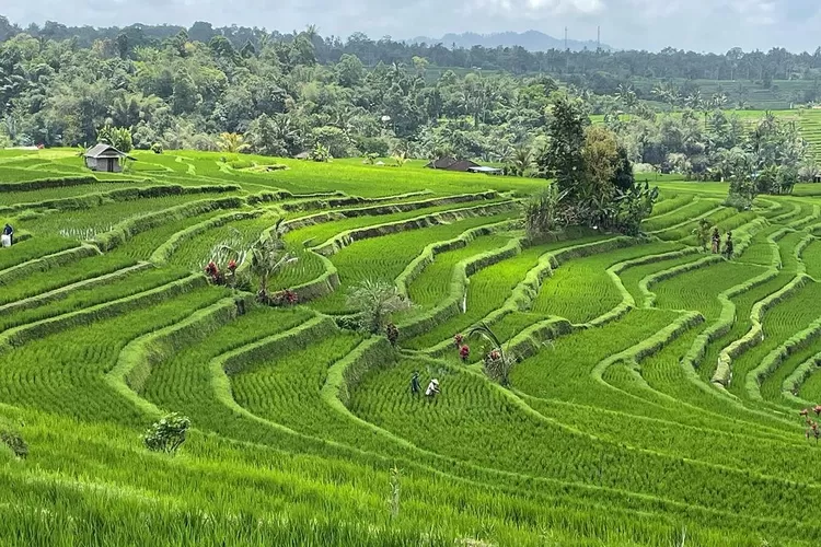 Luas Lahan Pertanian Menyusut Signifikan. Ancam Ketahanan Pangan Nasional -  Suara Merdeka Pekalongan