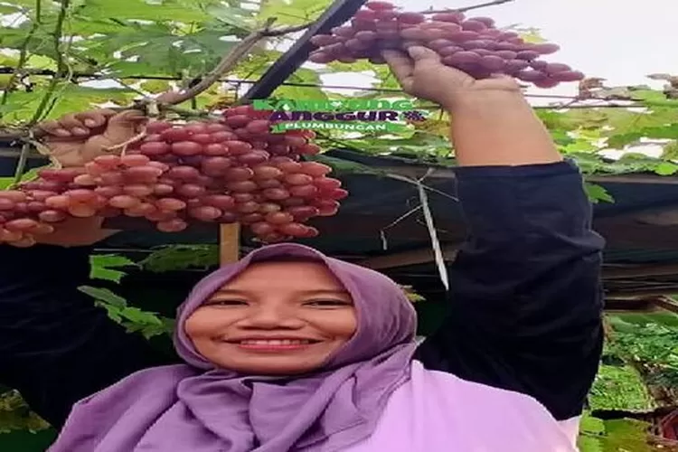 Keseruan wisata gratis Kampung Anggur Plumbungan di daerah Bantul, Yogyakarta (instagram @ kampung_anggur_plumbungan)