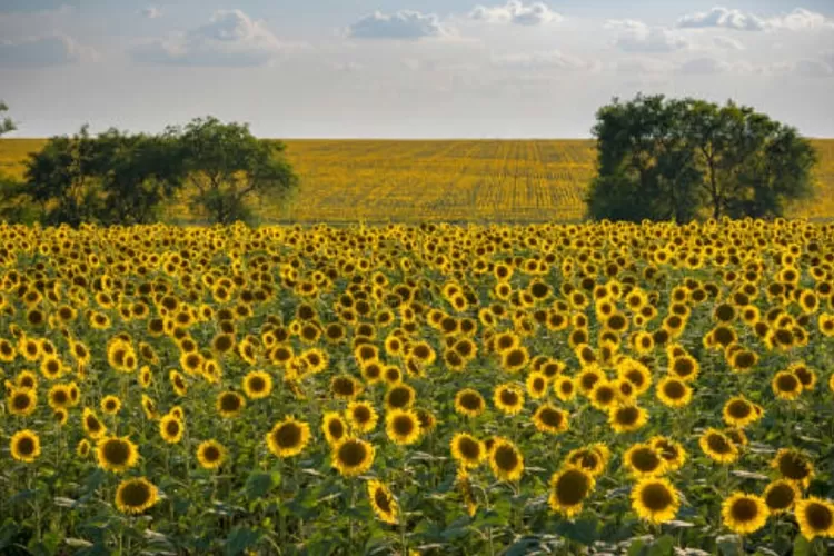 Ilustrasi kebun bunga matahari.perang Ukraina dan Rusia membawa dampak pada krisis pangan dan perekonomian global    ( tradeatlas.com)