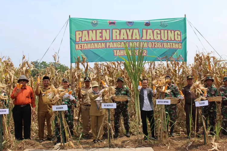 Penjabat Bupati Batang Lani Dwi Rejeki, Komandan Koim 0736 Batang dan Forkopimda panen raya jagung di Desa Krengseng Kecamatan Gringsing.