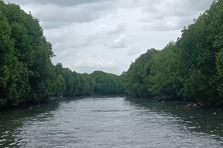 Hutan mangrove di Desa Pengarengan, Kecamatan Pangenan, Kabupaten Cirebon, Jawa Barat. (Dok. Pemkab Cirebon)