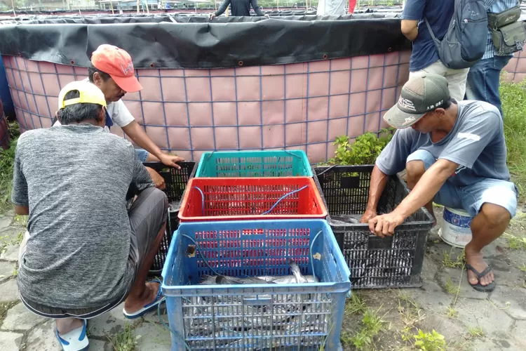 Beternak lele yang menjanjikan. (Istimewa)