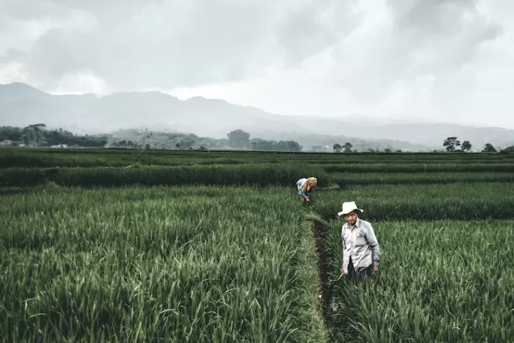 SPI melansir,  kedaulatan pangan sebagai solusi persoalan pangan di Indonesia (Unsplash/Ramadhani Rafid)