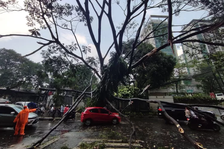 Cuaca ekstrem menyebabkan  hujan lebat dan angin kencang menyebabkan  pohon tumbang menimpa  sebuah mobil  yang parkir  di Kalibata, Jaksel, Sabtu (5/11/2022).
