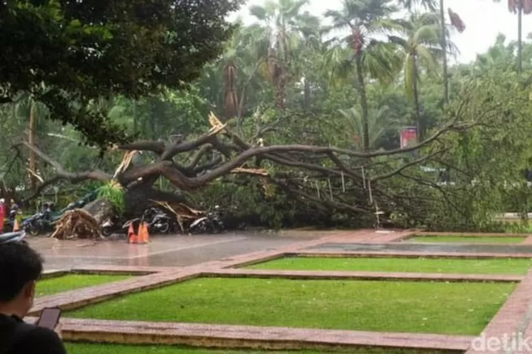 Pohon berukuran besar di depan kantor Balai Kota DKI Jakarta Jalan Merdeka Selatan tumbang menimpa sejumlah motor dari 2 polisi, Kamis sore (10/11/2022).