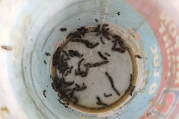 Ulat bulu yang meneror Kampung Neglasari Bogor.