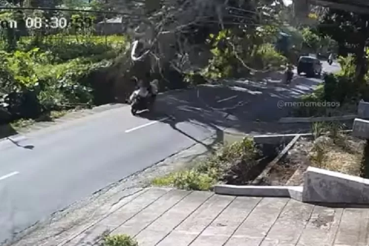 Pengendara motor beruntung lolos ketiban pohon rubuh endingnya jatuh (foto: Ist)