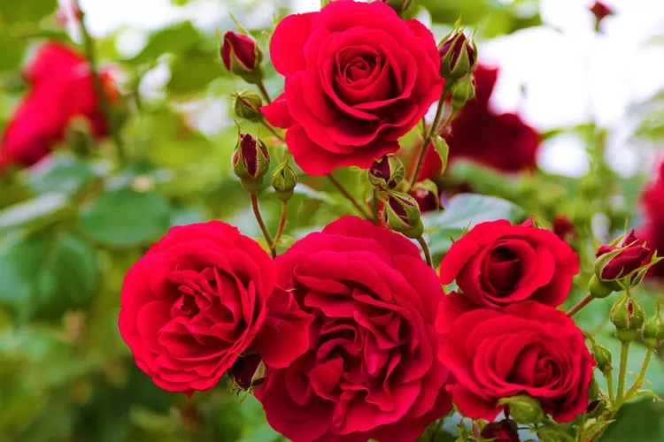 Ilustrasi bunga Mawar dan tips perawatannya. (ekrem dari Pixabay)