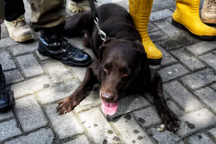 Coco, anjing binaan Satpol PP Semarang yang jadi pahlawan di Gempa Cianjur. (Ayosemarang.com/ Audrian Firhannusa)