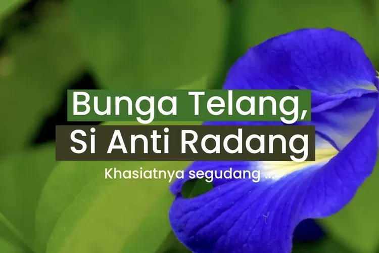 Budidaya Bunga Telang Si Biru Yang Punya Manfaat Segudang Liputan Bekasi