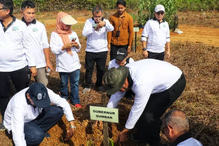 Gubernur Sumbar Mahyeldi Ansharullah saat penanaman tanaman di Kebun Percobaan Pertanian Limau Manis, Padang, Minggu, 27 November 2022.