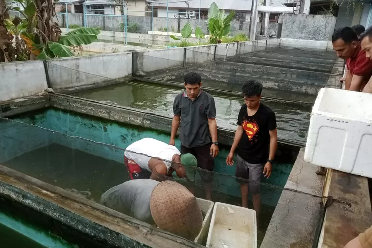  Petugas teknis BBI Sungai Penuh melakukan pemijahan ikan lele mutiara. (Trisnaldi)