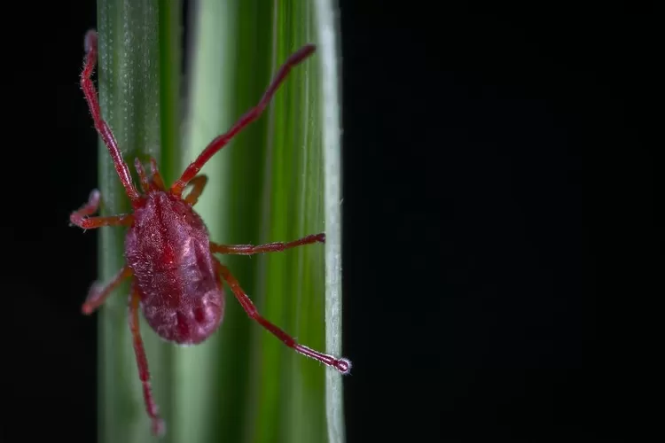 Ilustrasi hama tungau laba-laba. Cara mengatasi tanaman lidah mertua yang terserang hama tungau laba-laba. 