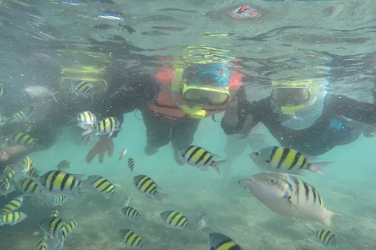 Keindahan bawah laut di desa wisata Nagari Kampuang Bunguih (Akun Instagram @pulau_pagang_kampuang_bunguih)