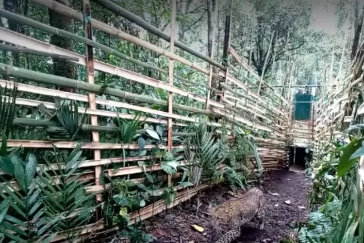 Detik-detik pelepasan macan tutul Jawa di Taman Wisata Alam Kawah Kamojang