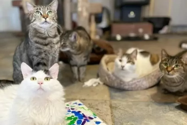 Sekumpulan kucing peliharaan (Instagram @bruna_cat_)