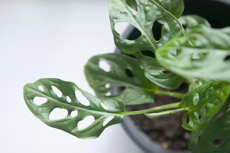 lustrasi. Tips merawat tanaman hias janda bolong atau monstera adansonii yang baru pertama kali dibeli