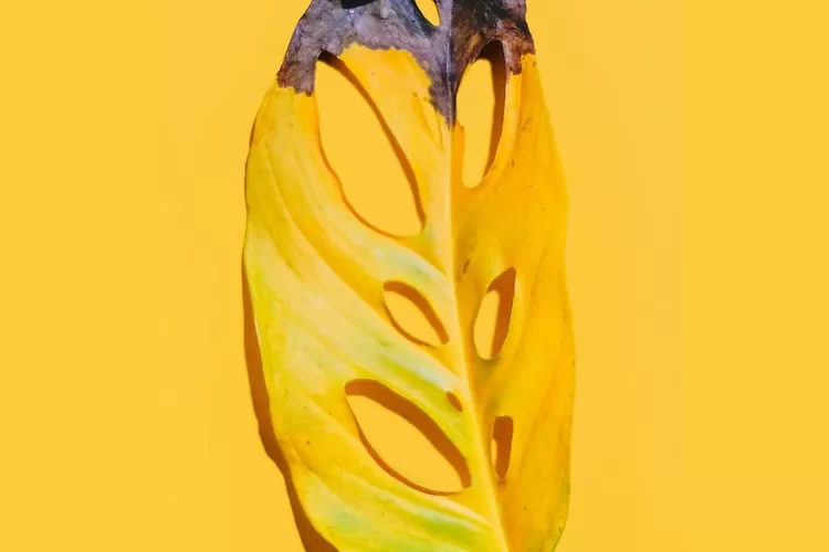 Ilustrasi. Masalah daun pada tanaman hias janda bolong, salah satunya berwarna hitam. 