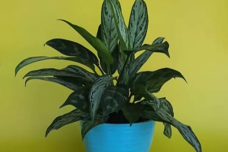 Ilustrasi. Kesalahan merawat tanaman hias aglonema. 