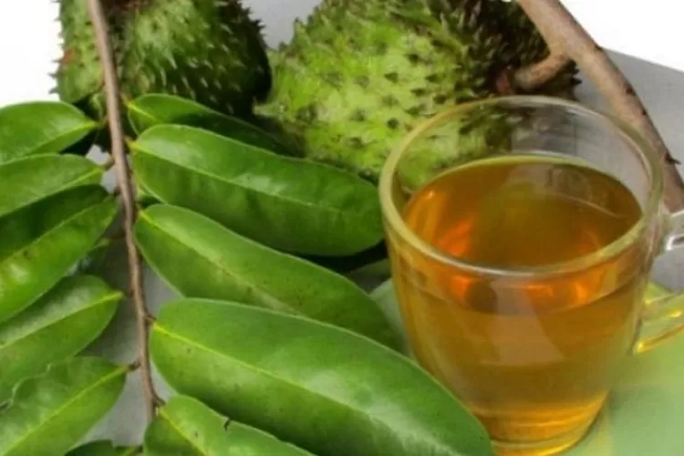 Daun sirsak obat darah tinggi. (Pexels)