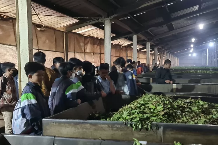 Siswa-siswi SMP Prima Cendekia Islami ketika mengunjungi pabrik pengolahan daun teh di Pengalengan Kabupaten Bandung 