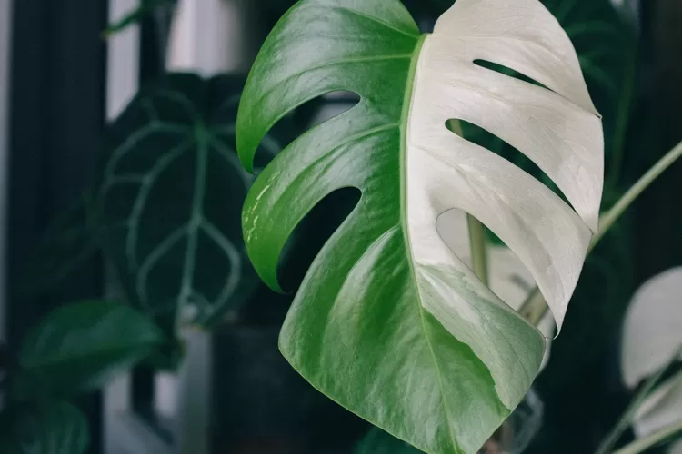 Ilustrasi. Tips merawat daun tanaman hias monstera agar mengkilap, gunakan leaf armor. 