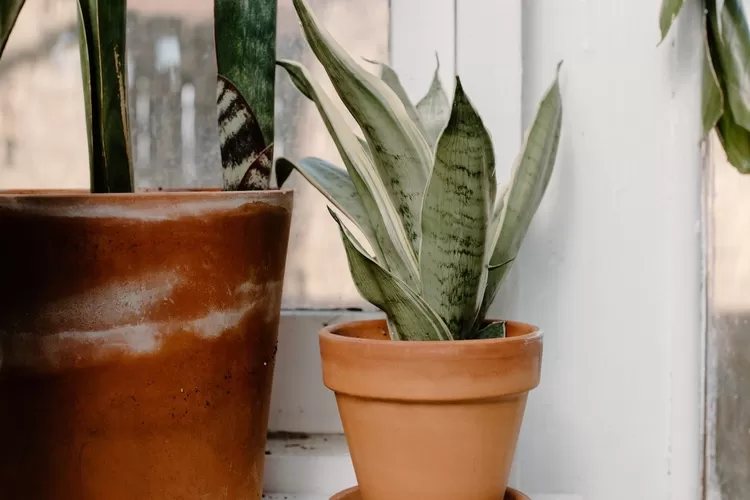 Ilustrasi. Cara merawat tanaman hias lidah mertua yang terkena paparan suhu ekstrim. 