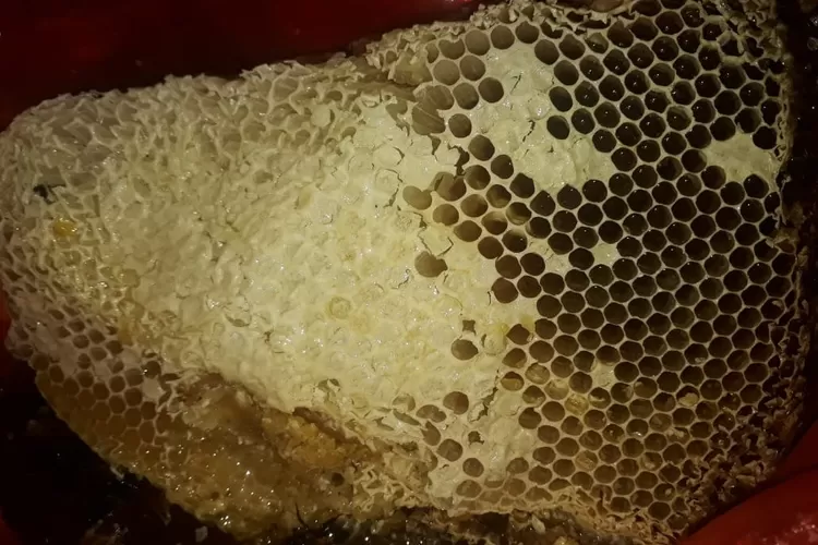 Lebah madu, komoditas bisnis yang sudah dikenal sejak jaman dahulu dan akan tetap dibutuhkan sampai kapanpun.