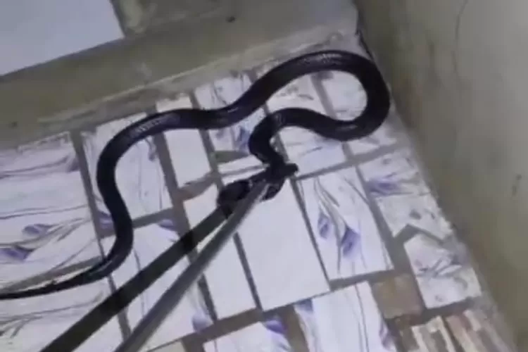 di Ciracas, warga tertimpa ular saat di kamar mandi (Tangkapan Layar)