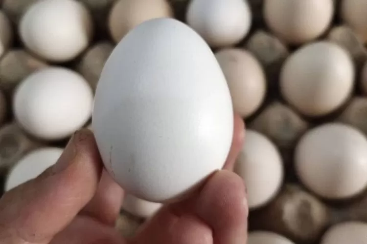 Benarkah Manfaat Susu Beruang Dicampur Telur Ayam Kampung Dan Madu Bisa