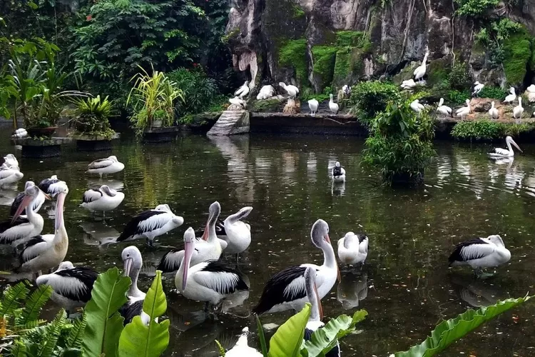 Rekomendasi destinasi wisata kebun binatang untuk studytour anak sekolah (Instagram @pandang_loka)