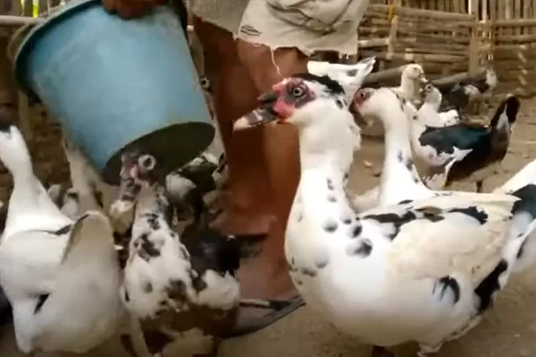 Irit Bin Hemat Ini Trik Menggandakan Pakan Ayam Dan Entok Modal