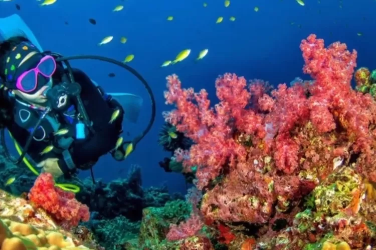 Cantiknya Bawah Laut! 5 Tempat Snorkeling Terbaik Di Indonesia, Cocok ...