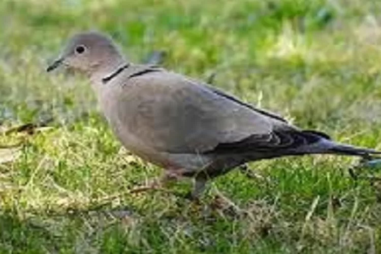 3 jenis burung perkutut lokal dengan fisik unik yang baik untuk dipelihara (Pixabay)