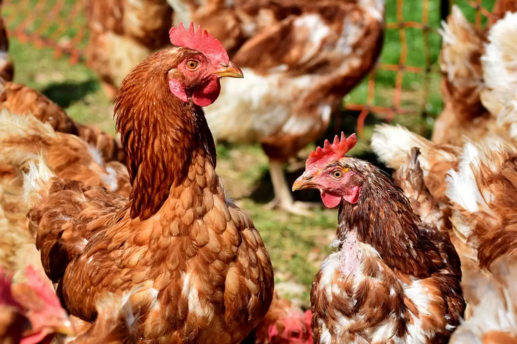 Luar Biasa Ampuh Ayam Dan Entok Jadi Gemuk Nan Montok Bisa Langsung