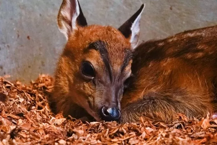 Suasana liburan keluarga di Batu Secret Zoo, destinasi wisata edukasi di Malang, Jawa Timur (Instagram @batusecretzoo.official)