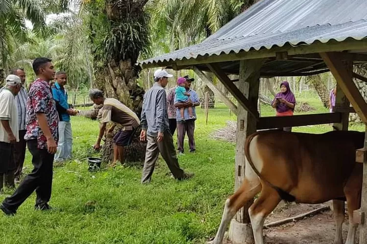 Peningkatan Ekonomi, Tahun Ini Program Integrasi Ternak Sapi dengan Kebun Sawit di Pesisir Selatan Dipacu (Kominfo Pesisir Selatan)