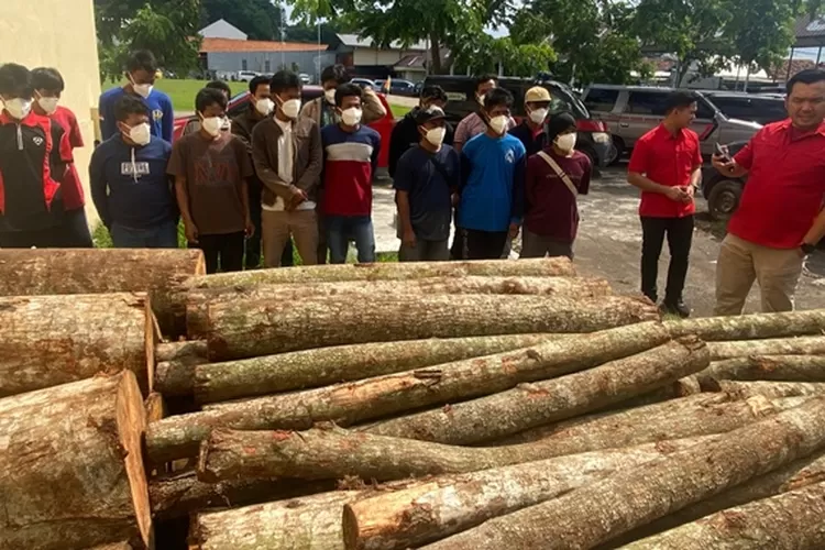Kasatreskrim Polrestabes Semarang AKBP Donny Lumbantoruan saat mengecek kayu sengon hasil penebangan liar.  (Istimewa)
