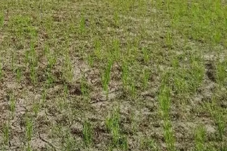 Lahan Persawahan salah satu petani Rempong di Desa Wae Jare Kecamatan Mbeling Manggarai Barat terancam kekeringan (feliks janggu)